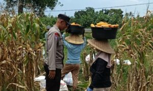 Kabar Baik dari Babussalam: Panen Jagung Sukses, Hasilnya Langsung Diserap Pengepul Lokal