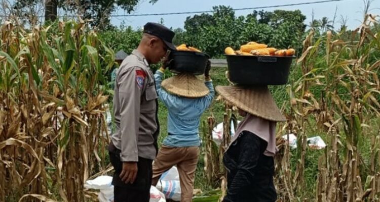Kabar Baik dari Babussalam: Panen Jagung Sukses, Hasilnya Langsung Diserap Pengepul Lokal