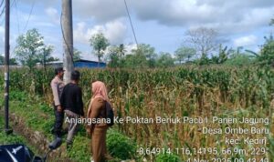 Bhabinkamtibmas Kediri Lobar dan PPL Tinjau Panen Jagung, Jaga Kestabilan Pangan Desa