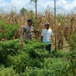 Langkah Praksis Polsek Gerung: Edukasi Pemanfaatan Lahan Kosong
