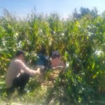 Jagung Lelede Panen Raya, Polri Pastikan Proses Aman dan Harga Stabil