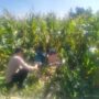 Jagung Lelede Panen Raya, Polri Pastikan Proses Aman dan Harga Stabil