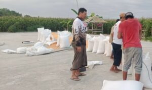 Jamin Pasar Petani, Polsek Gerung Dampingi Penjualan 11 Ton Jagung ke BULOG