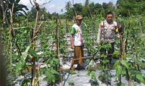 Benteng Pangan Mikro: Bhabinkamtibmas Motivasi Warga Lombok Barat Garap Lahan Produktif