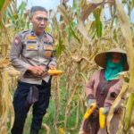 Peran Polri Jaga Stabilitas Harga, Petani Jagung Lombok Barat Diimbau Jual ke Bulog