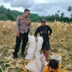 Demi Stok Pangan Nasional, Polsek Lembar Ajak Petani Salurkan Jagung Varietas NK ke Bulog