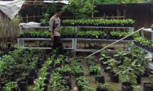Polsek Labuapi Dorong Ketahanan Pangan di Desa Bengkel