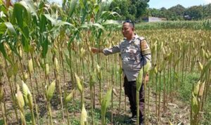 Strategi Polsek Labuapi Tingkatkan Produksi Jagung NTB
