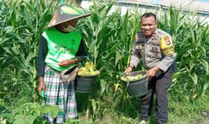 Strategi Polsek Labuapi Wujudkan Kemandirian Pangan