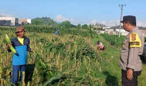 Langkah Nyata Polsek Labuapi Wujudkan Swasembada Pangan